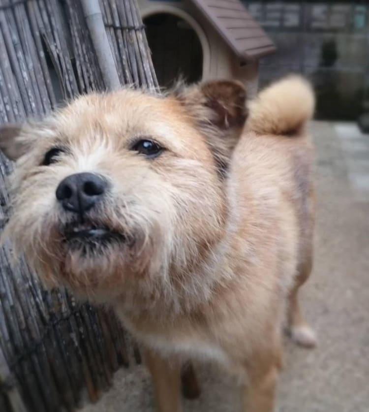 愛犬